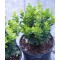 Örökzöld növények Törpe puszpáng cserepes növény - Buxus sempervirens Suffruticosa