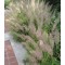 Koreai nádtippan - Calamagrostis brachytricha