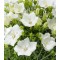 Kárpáti harangvirág fehér - Campanula carpatica Pristar White