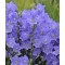 Baracklevelű harangvirág - Campanula persicifolia Takion Blue