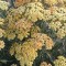 Cickafark - Achillea millefolium Terracotta