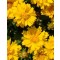 Nagyfészkű menyecskeszem – Coreopsis grandiflora Illico