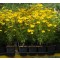 Törpe menyecskeszem Coreopsis verticillata Zagreb