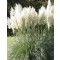 Pampafű Cortaderia selloana Sunningdale Silver