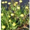 Tavi növények Lugvirág - Cotula coronopifolia