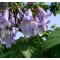 Császárfa - Paulownia tomentosa