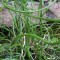 Tavi növények Csavarodó ágú szittyó - Juncus effusus Spiralis
