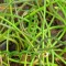 Tavi növények Csavart ágú szittyó - Juncus effusus Spiralis