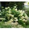 Cserjés hortenzia - Hydrangea arborescens Annabelle - Virágos cserje