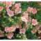 Cserjés pimpó rózsaszín Potentilla fruticosa Glenroy Pinkie