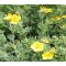 Cserjés pimpó sárga virágok - Potentilla Goldfonger