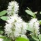 Csillagszőrű bóbitacserje - Fothergilla major - Mézelő növények