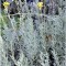 Olasz szalmagyopár, Curry - Helichrysum italicum