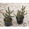 Télálló bokor kaktusz - Cylindropuntia imbricata