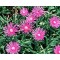 Bíborvörös délvirág - Delosperma cooperi talajtakaró évelő virág