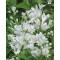 Törpe gyöngyvirágcserje virága - Deutzia Nikko