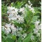 Érdeslevelű gyöngyvirágcserje virág - Deutzia scabra virágos cserje