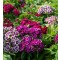Törökszegfű színkeverék - Dianthus barbatus Barabarini Formula Mix