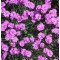 Pünkösdi szegfű - Dianthus gratianopolitanus Pink Jewel