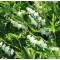 Szívvirág fehér Dicentra spectabilis Alba