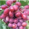 Dunav csemegeszőlő - Szőlő oltványok
