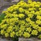 Dúsvirágú varjúháj - Sedum floriferum Weihenstephaner Gold