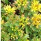 Dúsvirágú varjúháj - Sedum floriferum Weihenstephaner Gold