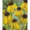 Sárga kasvirág - Echinacea paradoxa