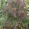 Fűszernövények Édeskömény, Ánizskapor - Foeniculum vulgare Rubrum