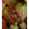 Vöröslő püspöksüveg, tündérvirág virágok - Epimedium x rubrum