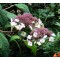 Érdeslevelű hortenzia – Hydrangea aspera