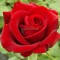 Piros, Sötétpiros bokor rózsa - Erica Pluhar