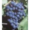 Eszter rezisztens csemegeszőlő oltvány
