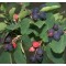 Rézvörös fanyarka gyümölcs - Amelanchier lamarckii
