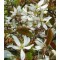 Fanyarka virágok - Amelanchier