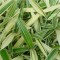 Örökzöld növények Fehér csíkos levelű törpe bambusz - Sasaella