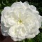 Fehér talajtakaró rózsa - Rosa Alba Meillandina - Konténeres rózsa