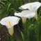 Tavi növények Fehér tölcsérvirág, kála - Zantedeschia