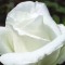 Fehér virágú futórózsa - Ida Klemm - Konténeres rózsák