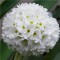 Fehér virágú gömbös kankalin - Primula