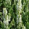 Fehér virágú ligeti zsálya virágok - Salvia