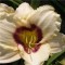 Krémfehér virágú sásliliom - Hemerocallis Pandoras Box