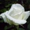 Fehér virágú bokor rózsa - Rosa White Swan