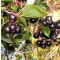 Fekete berkenye - Aronia melanocarpa