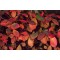 Feketeberkenye levelei ősszel Forrás: www.hort.uconn.edu