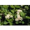 Feketeberkenye virágai Forrás: www.hort.uconn.edu