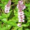 Fűszernövények Fodormenta gyógynövény - Mentha spicata Moroccan