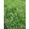 Francia tárkony Artemisia dranunculus fűszernövény cserepes