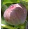 Füge – Ficus carica Dauphine