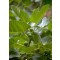 Füge - Ficus carica